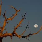 Ancient Pine and Moon